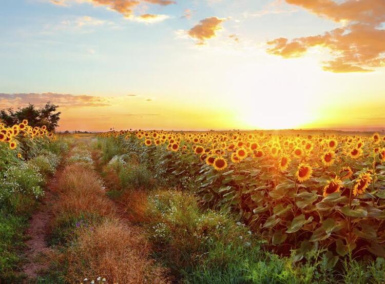 sunset over field of sunflowers